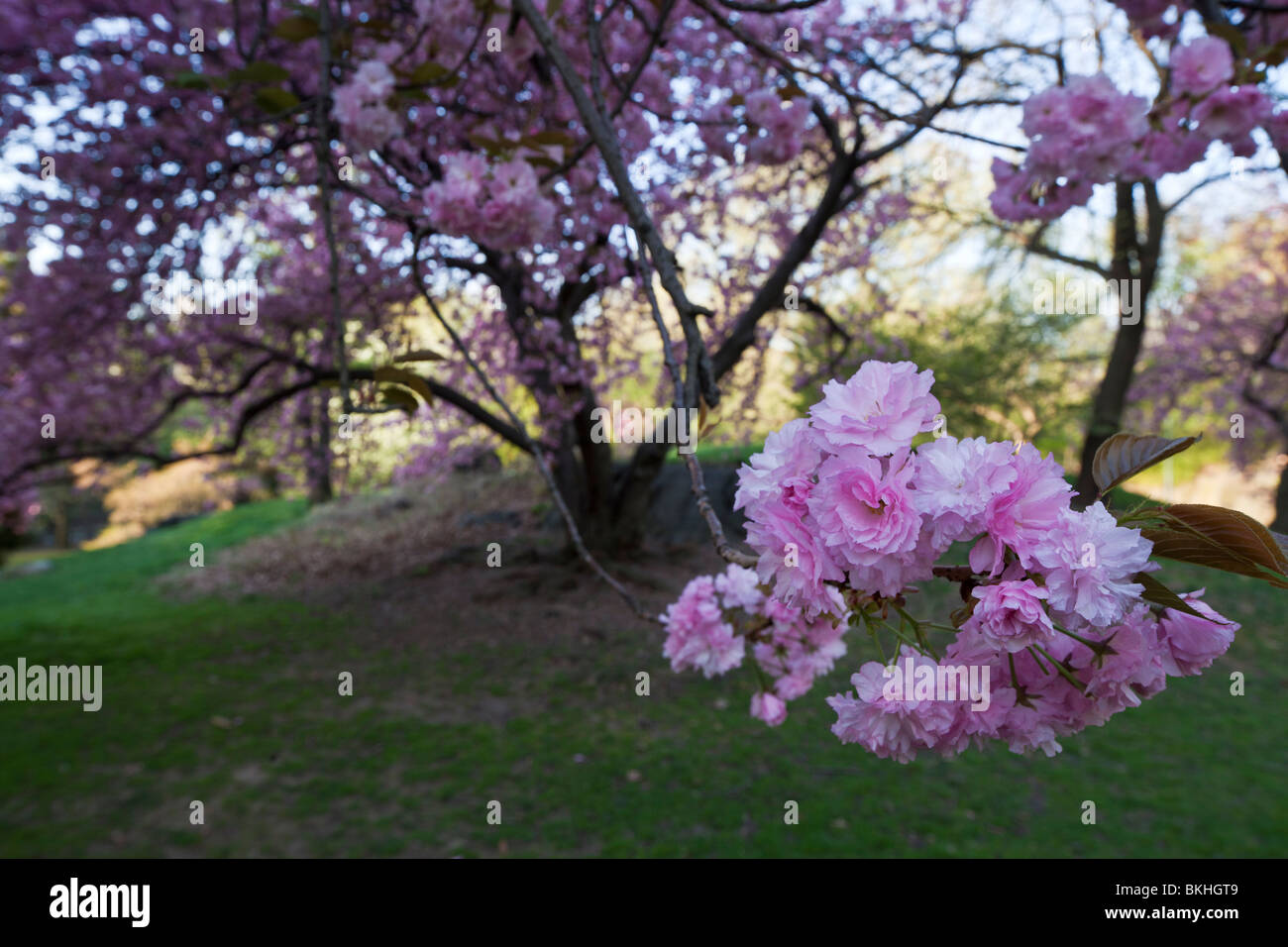 Spring in Central Park with Japanese Cherry trees Stock Photo - Alamy