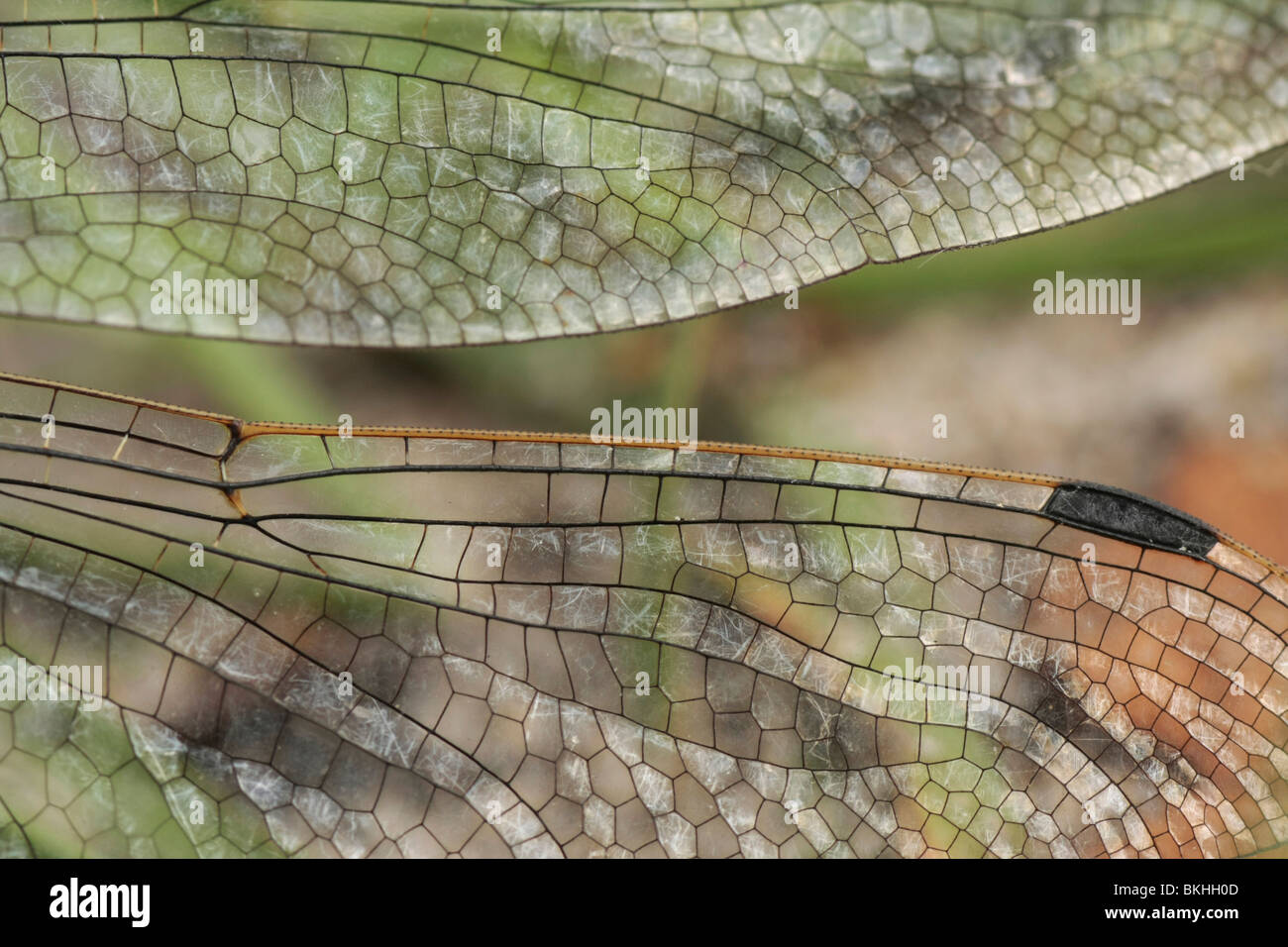 Detail of wings of Blacktailed skimmer (Orthetrum cancellatum Stock
