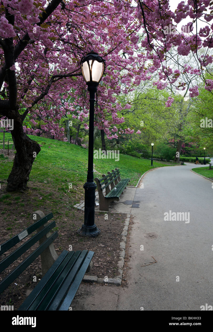 spring in Central Park with Japanese Cherry trees Stock Photo - Alamy