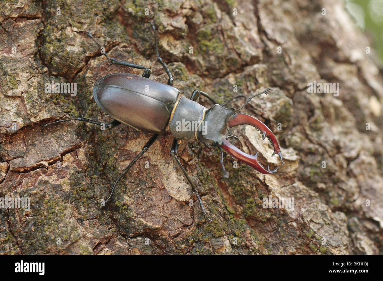 A stag beetle on an oak tree Stock Photo