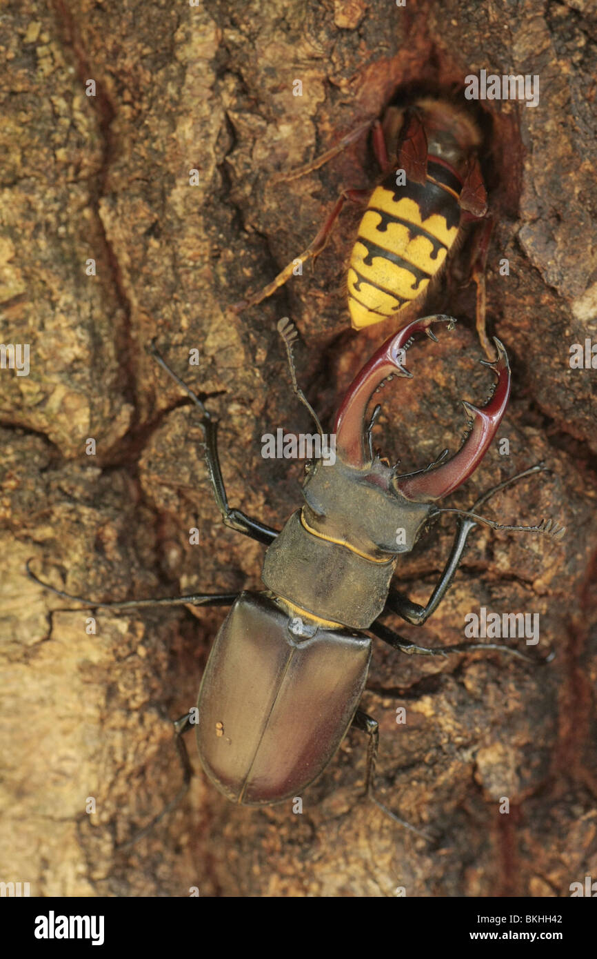 Stag beetle and European hornet on an oak tree Stock Photo