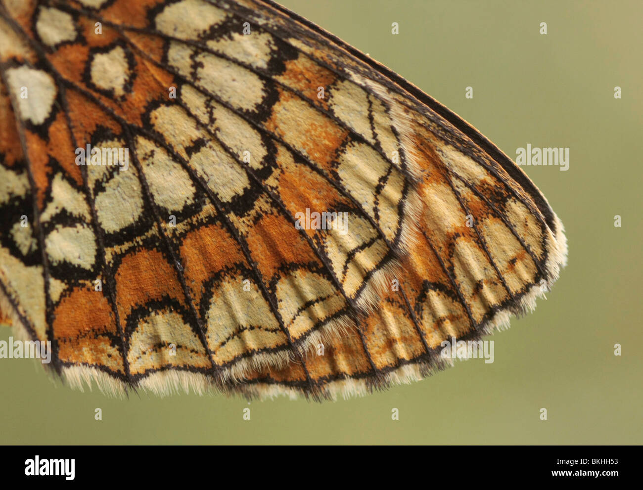 Close-up van een vleugel van de Bosparelmooervlinder; Detail of the wing of a Heath frittillary Stock Photo