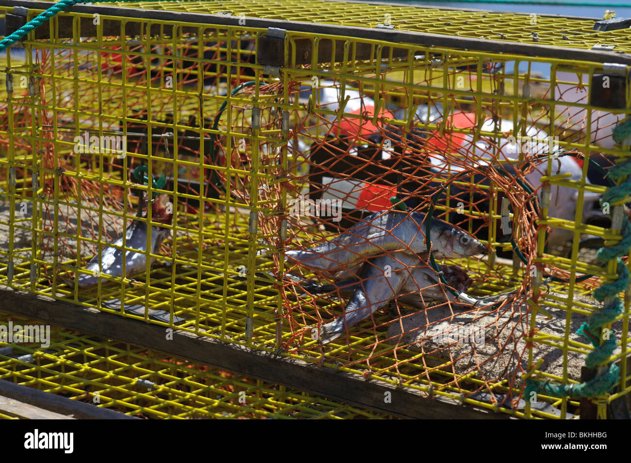 Bait, mackerel, in lobster traps for start of lobster season on