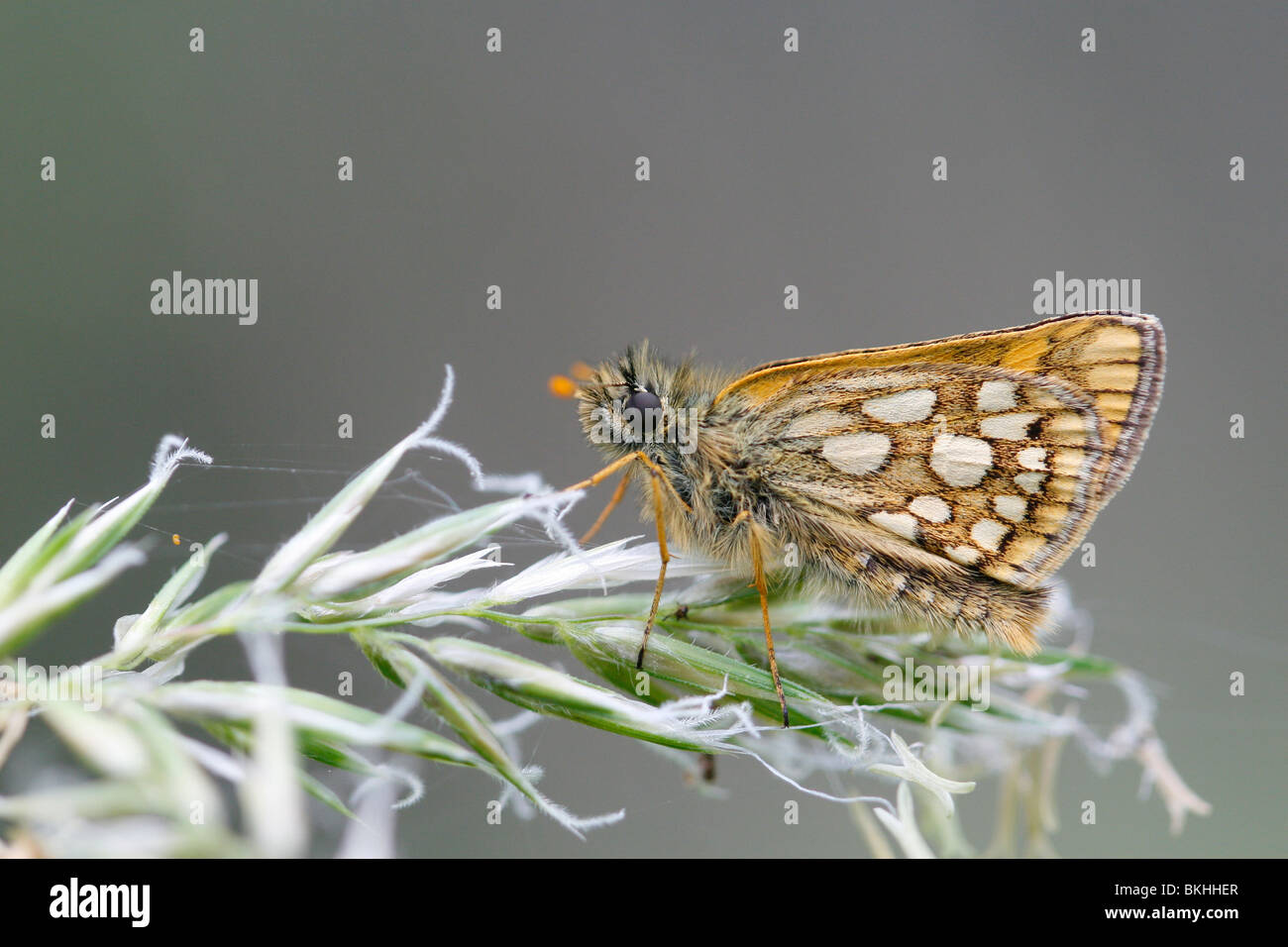 Side view chequered skipper on grass halm Stock Photo