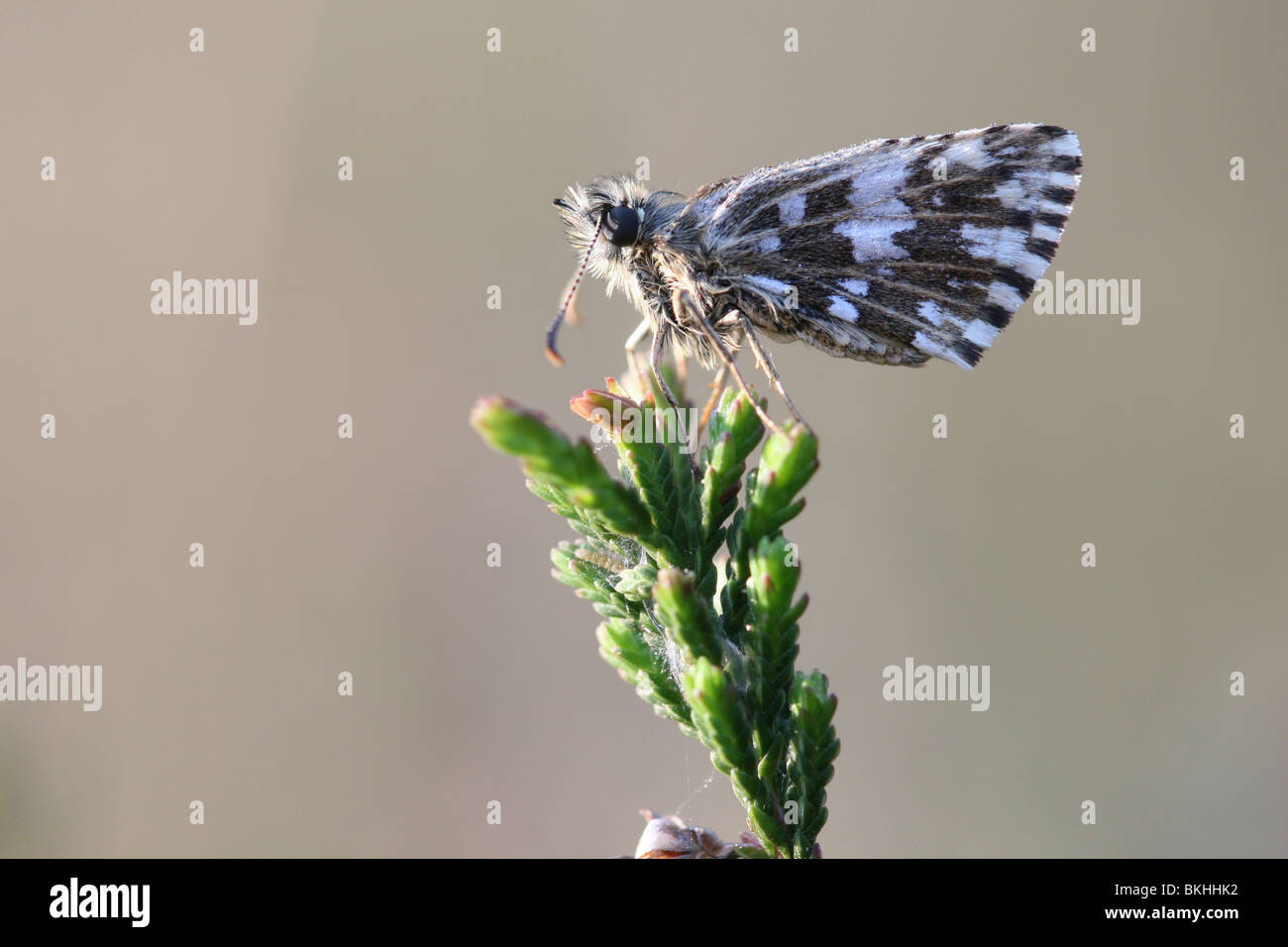 Side view grizzled skipper with dew on bog heather in the early morning Stock Photo