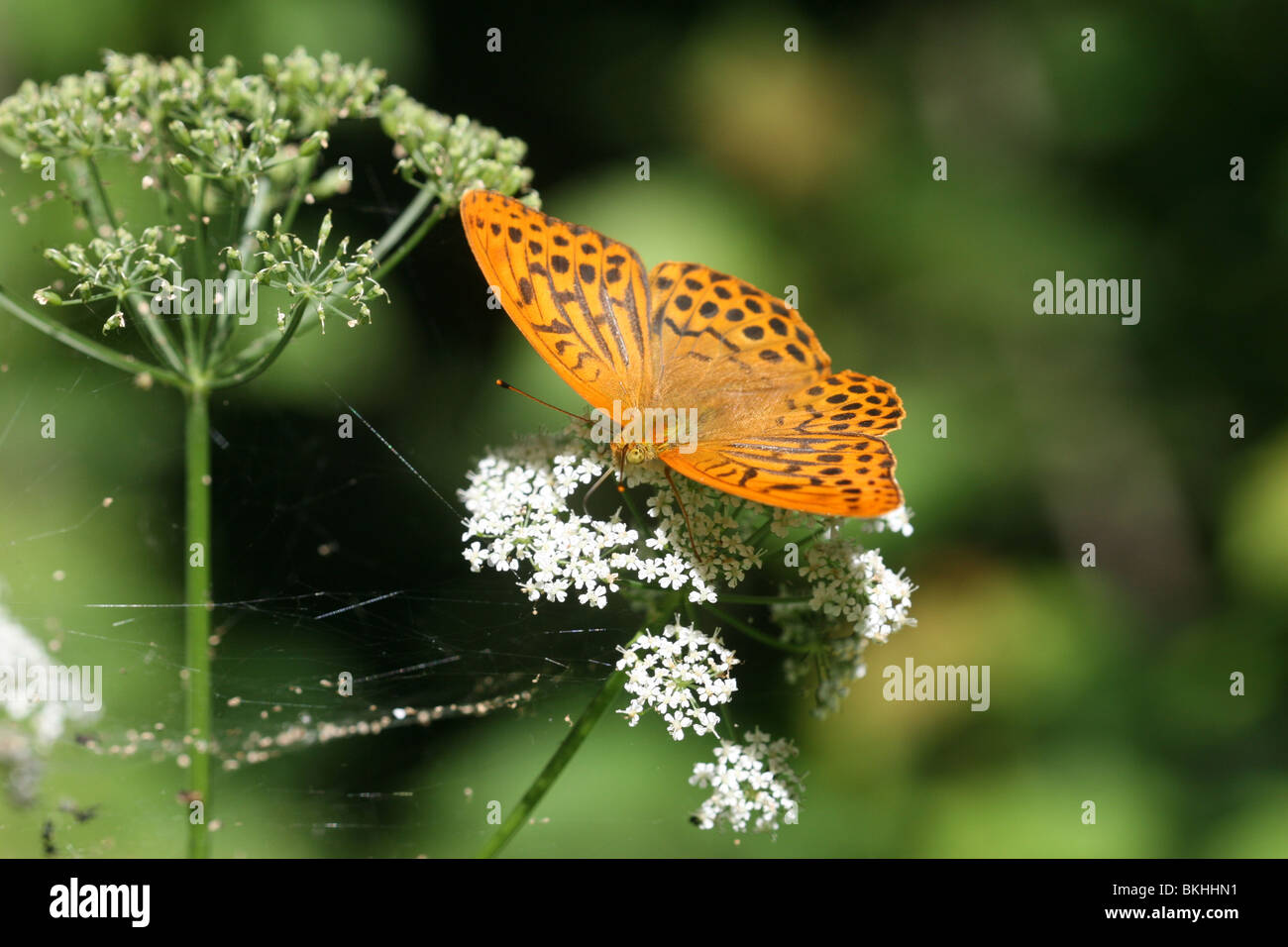 Male silver-washed fritillary on cow Parsley Stock Photo