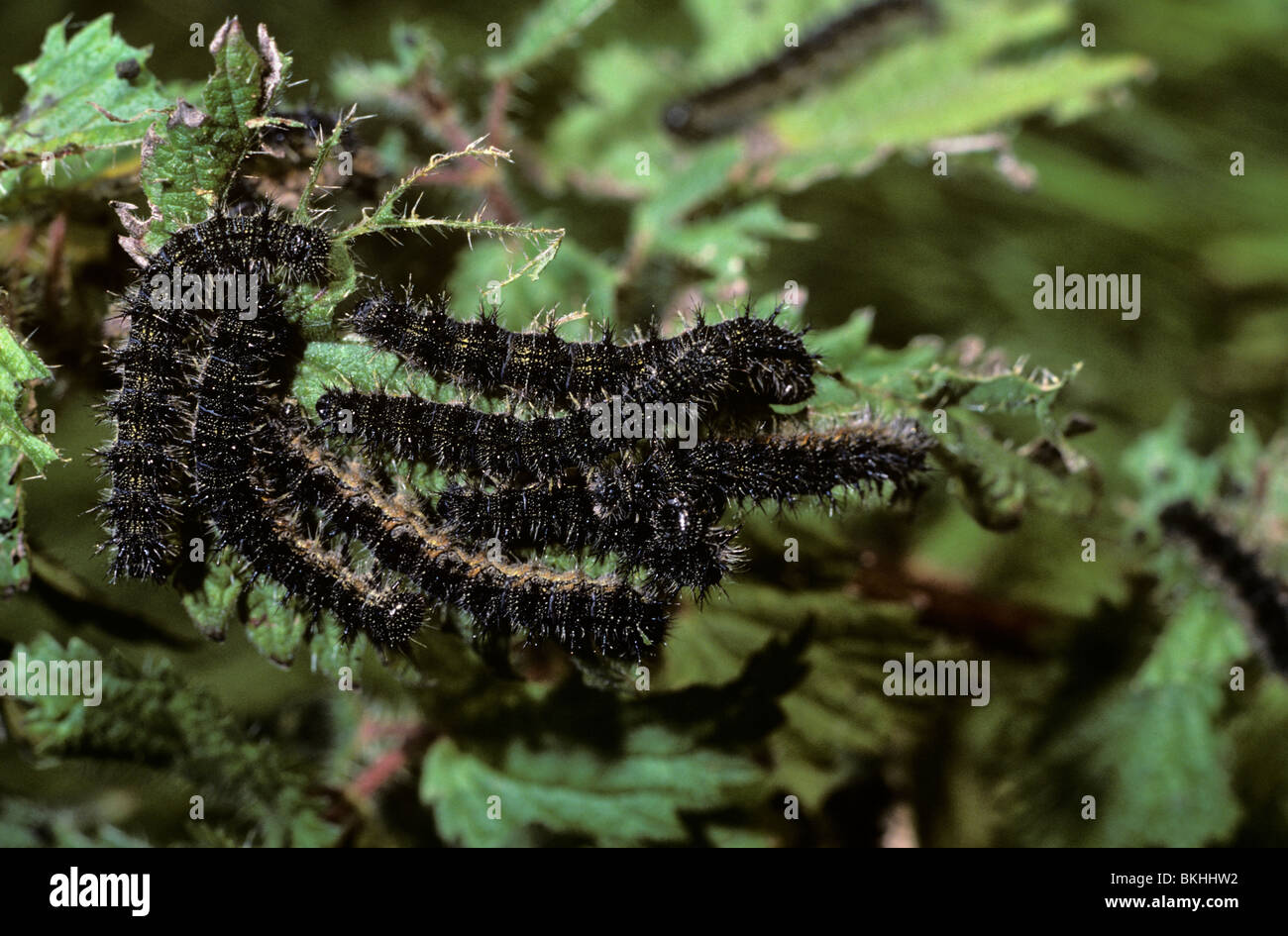 Peacock butterfly (Inachis io Nymphalidae) caterpillars eating a