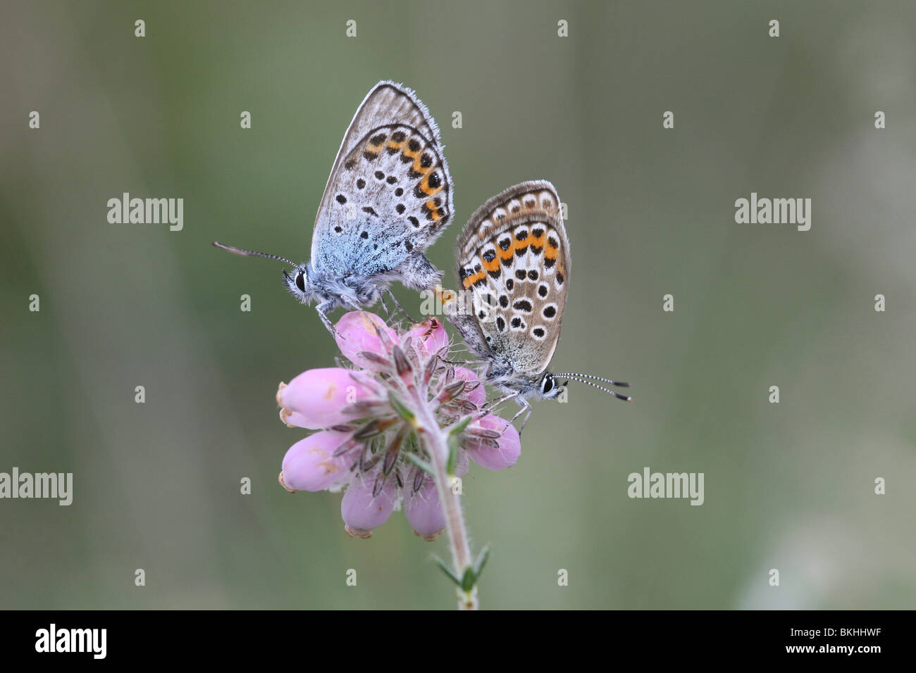 parende heideblauwtjes op gewone dopheide; mating silver-studded blue on bog heather Stock Photo