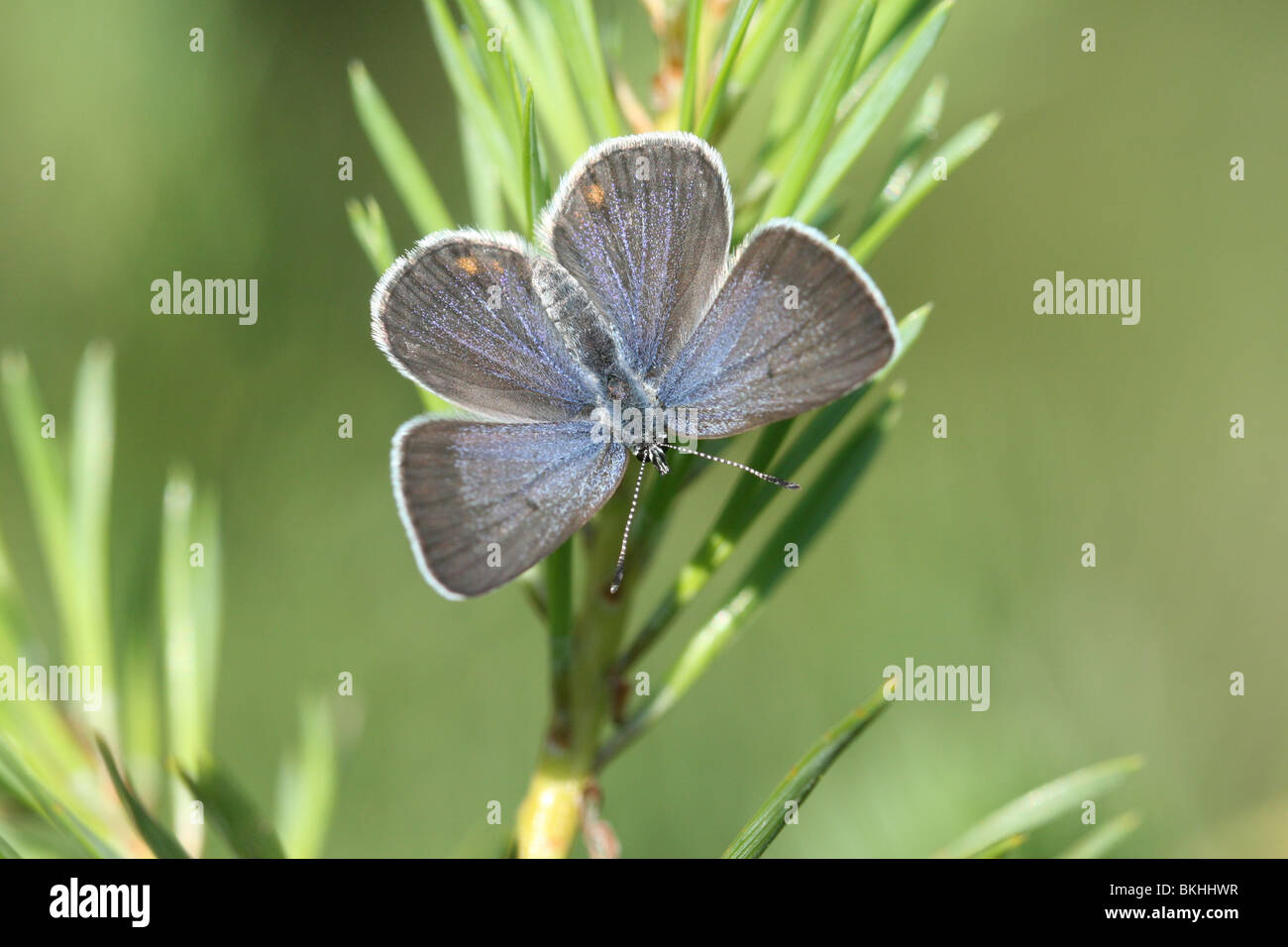bovenaanzicht vrouwtje veenbesblauwtje op grove den; top view female cranberry blue on scots pine Stock Photo
