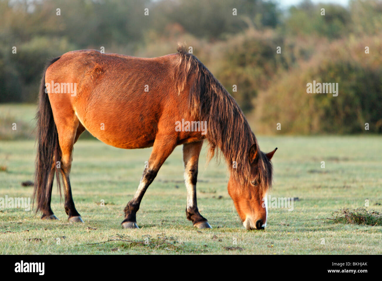Pony in New Forest Hampshire England UK Stock Photo