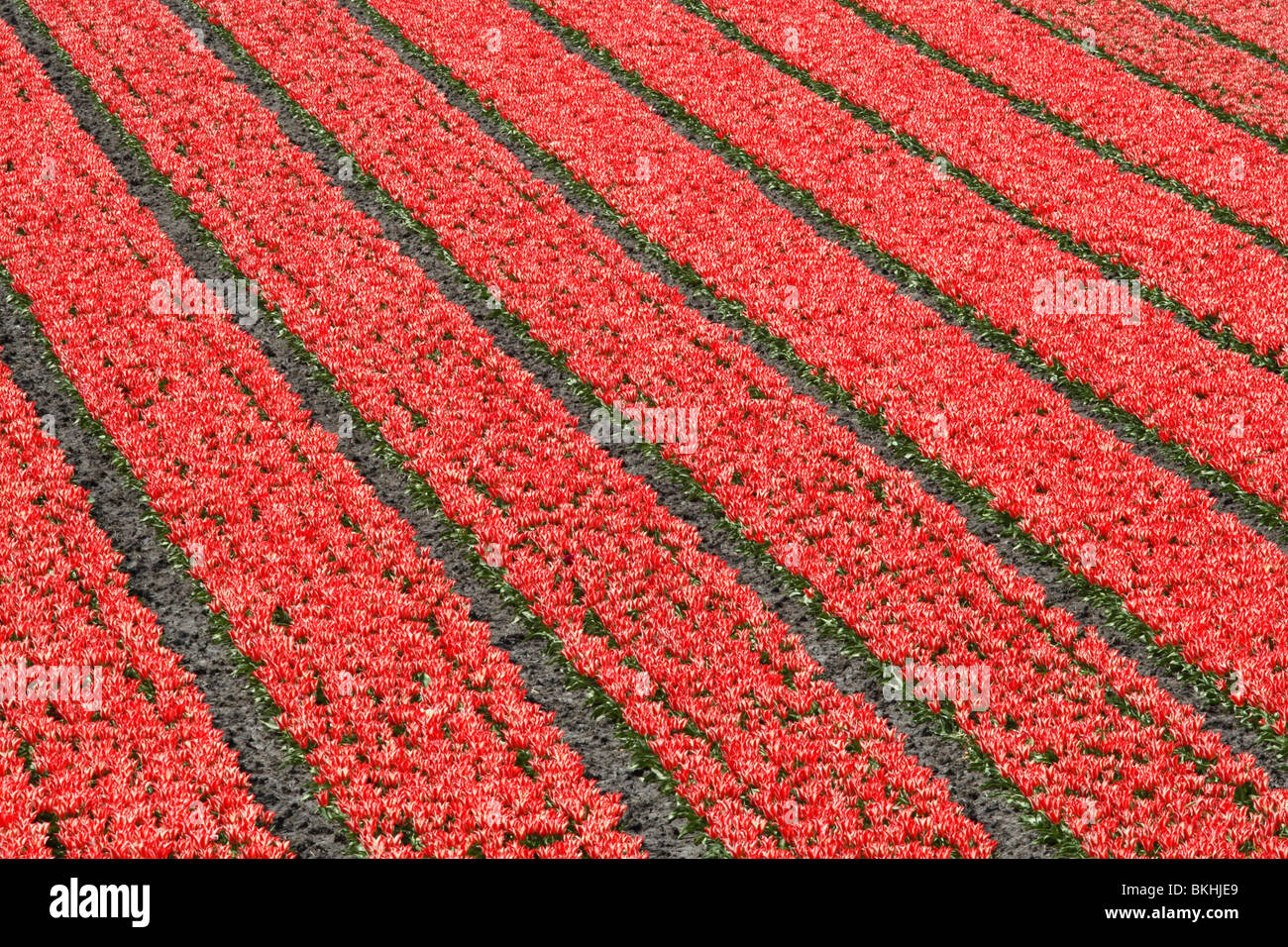 Tulpenveld; Tulip field Stock Photo