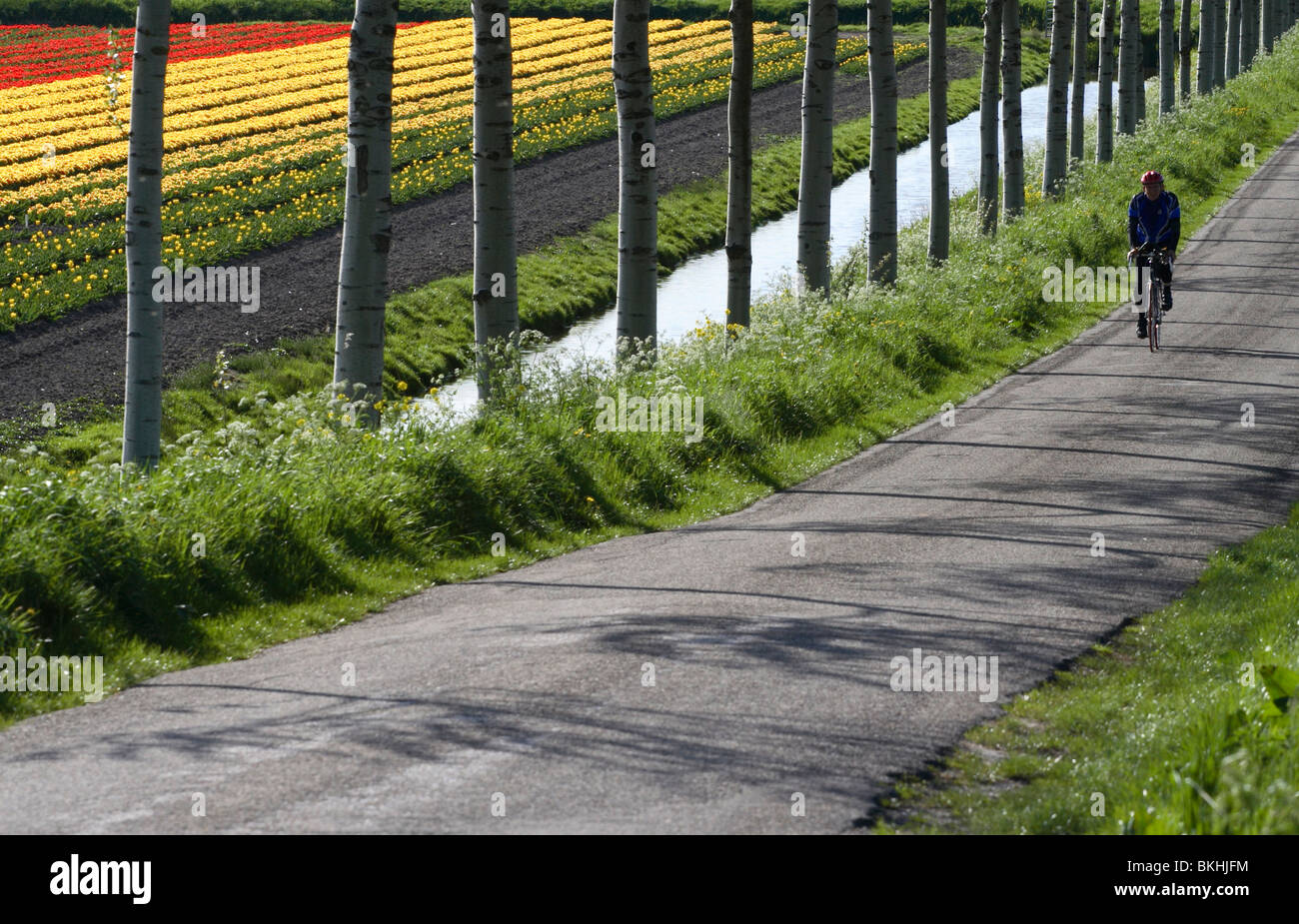 Tulpenveld met fietser; Tulip field with cyclist Stock Photo
