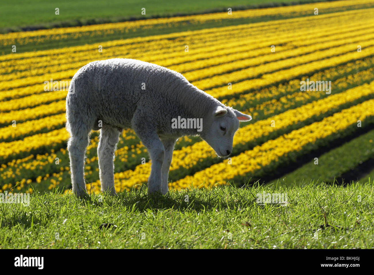 Lammetjes met tulpenveld; Lambs with tulip field Stock Photo