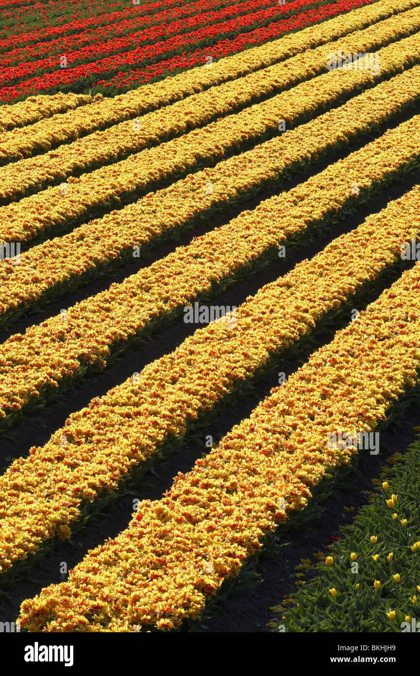Tulpenveld; Tulip field Stock Photo