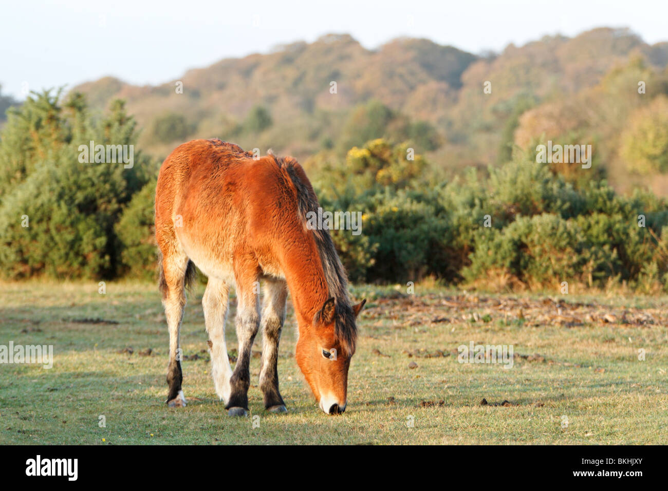 Pony in New Forest Hampshire England UK Stock Photo