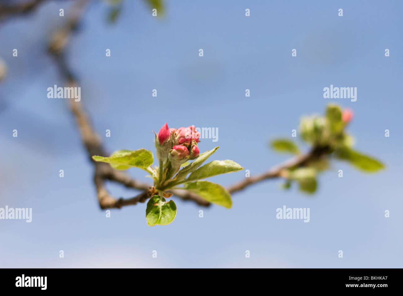 Florescence of an apple tree. Stock Photo