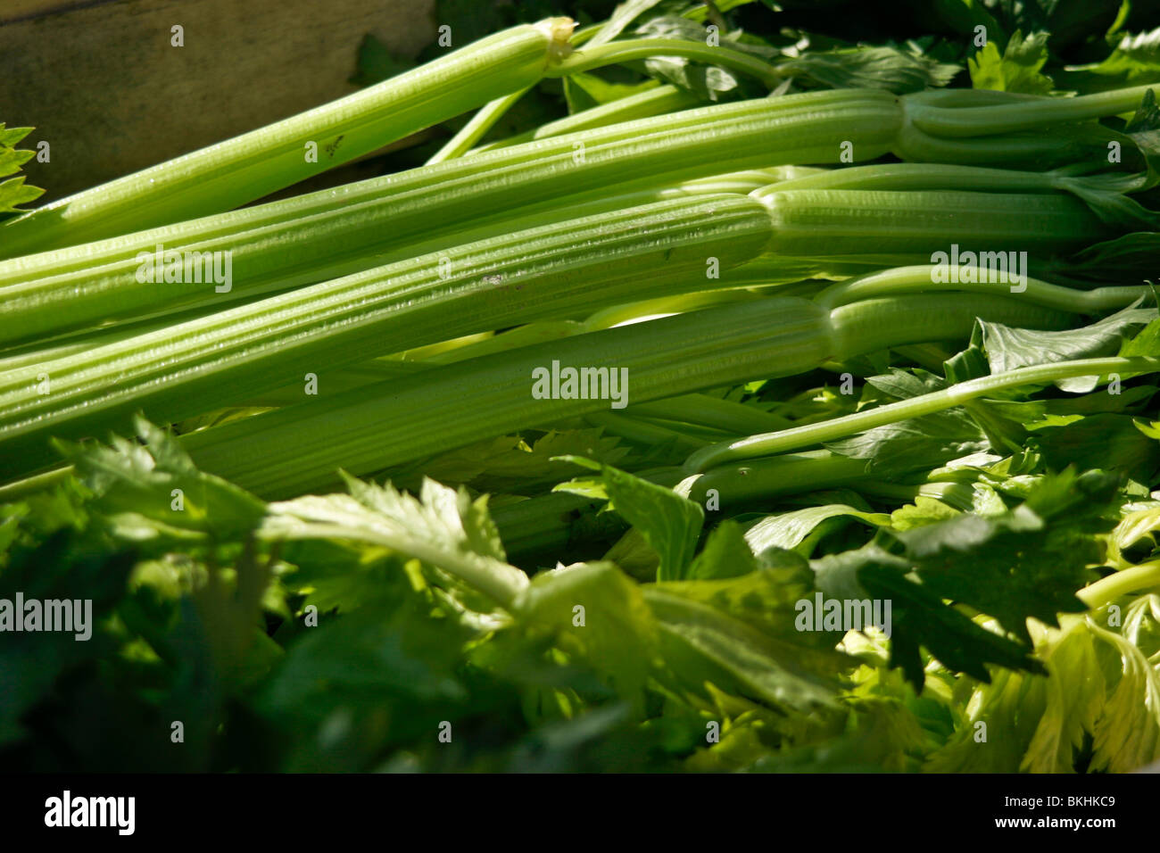 Celery for sale at a market in Carcassonne, France Stock Photo - Alamy