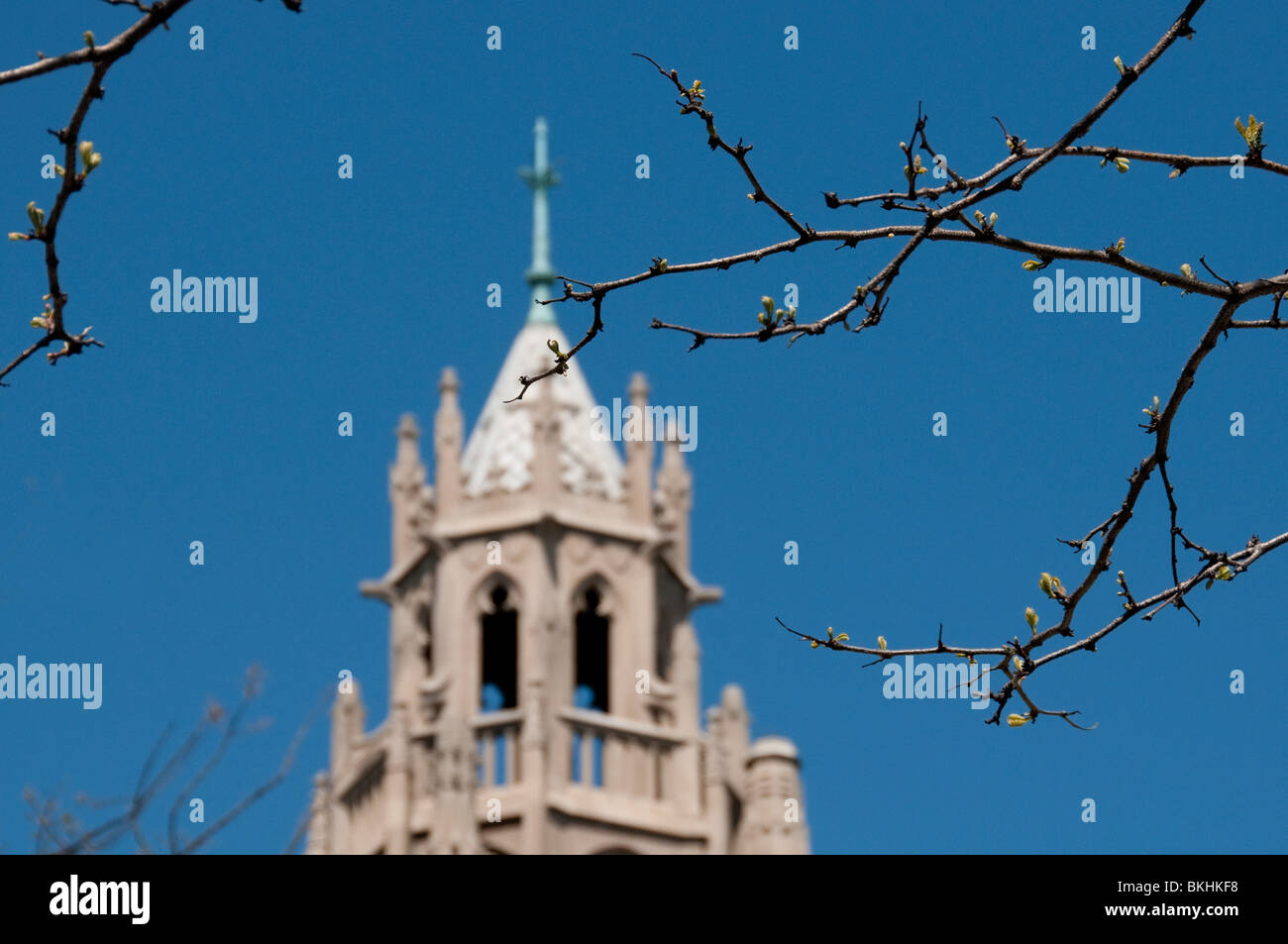 Church tower and budding branches. Stock Photo
