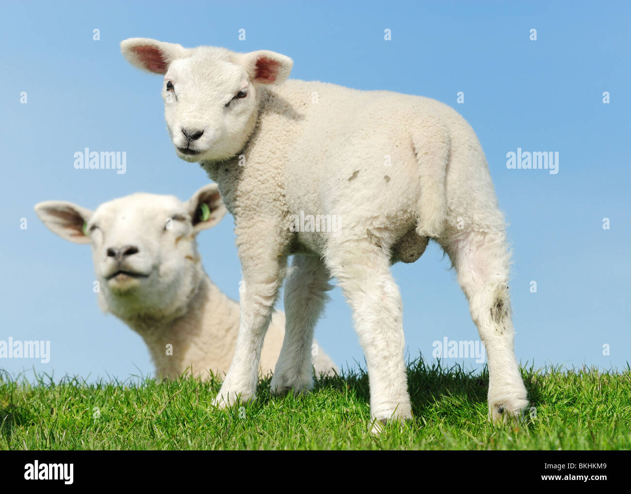 Mother sheep and her lamb in spring, Friesland The Netherlands Stock Photo