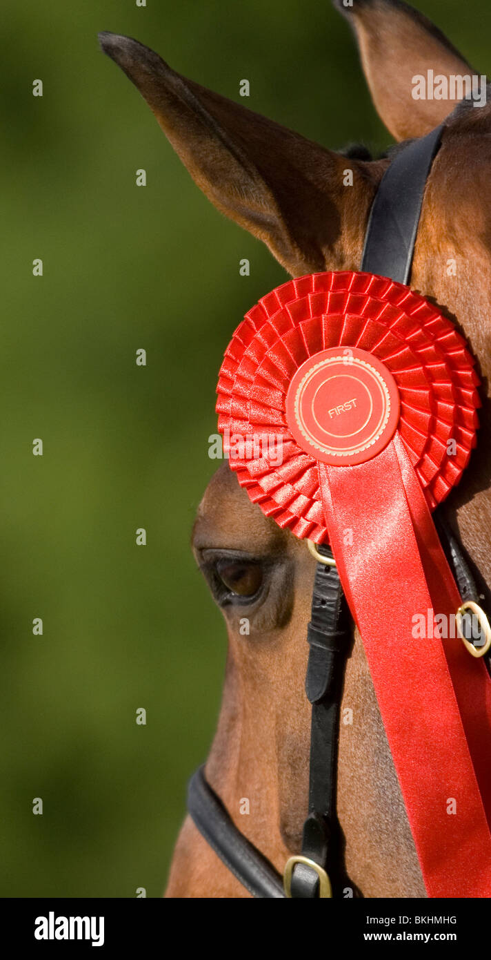 Red winning rosette on a horses head .Vertical full colour image . Stock Photo