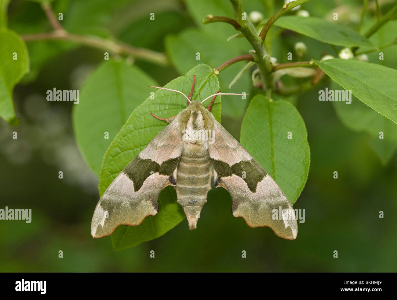 Lindepijlstaart, Lime hawk-moth, Mimas tillae Stock Photo