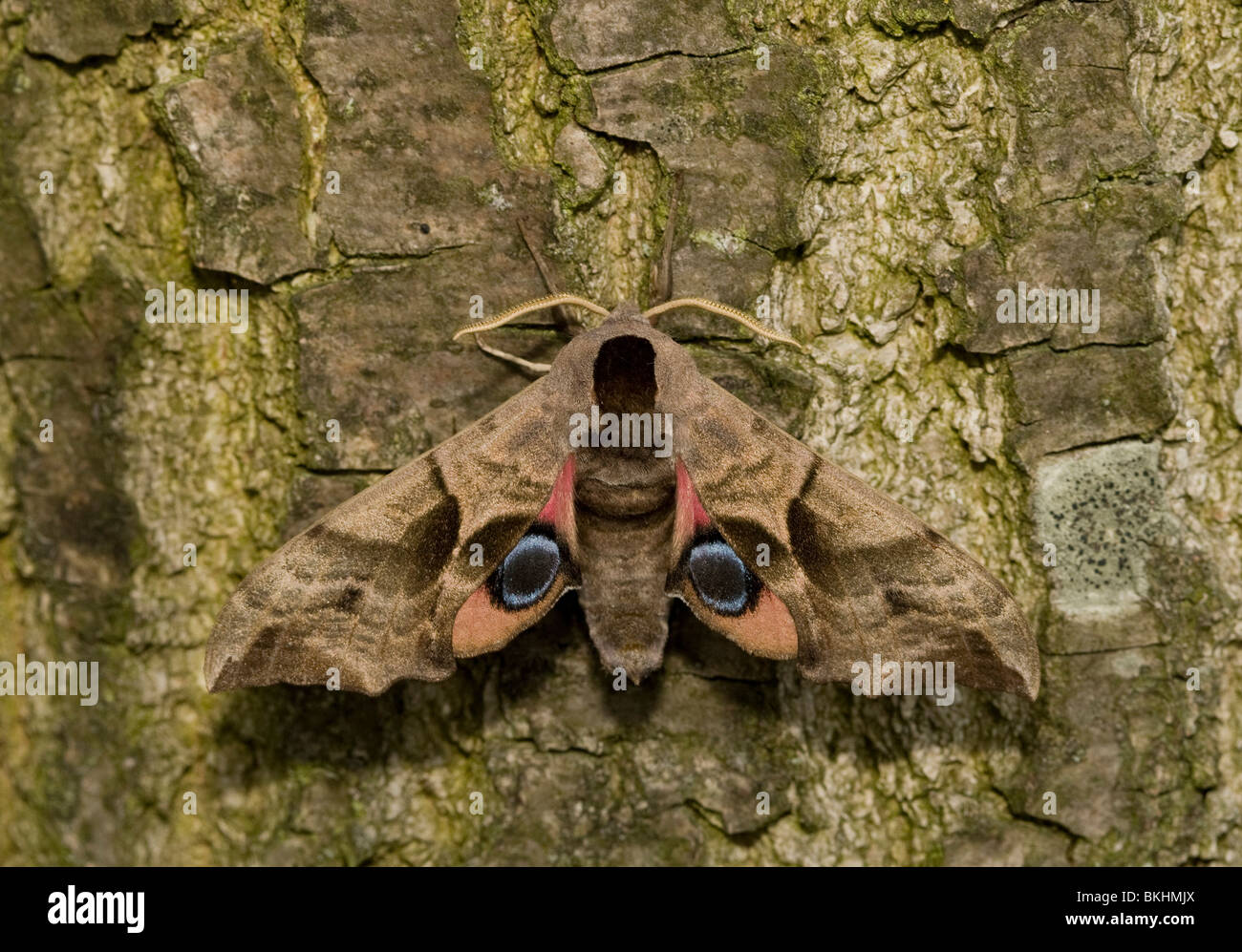 Eyed hawk-moth (Smerinthus ocellatus) Stock Photo