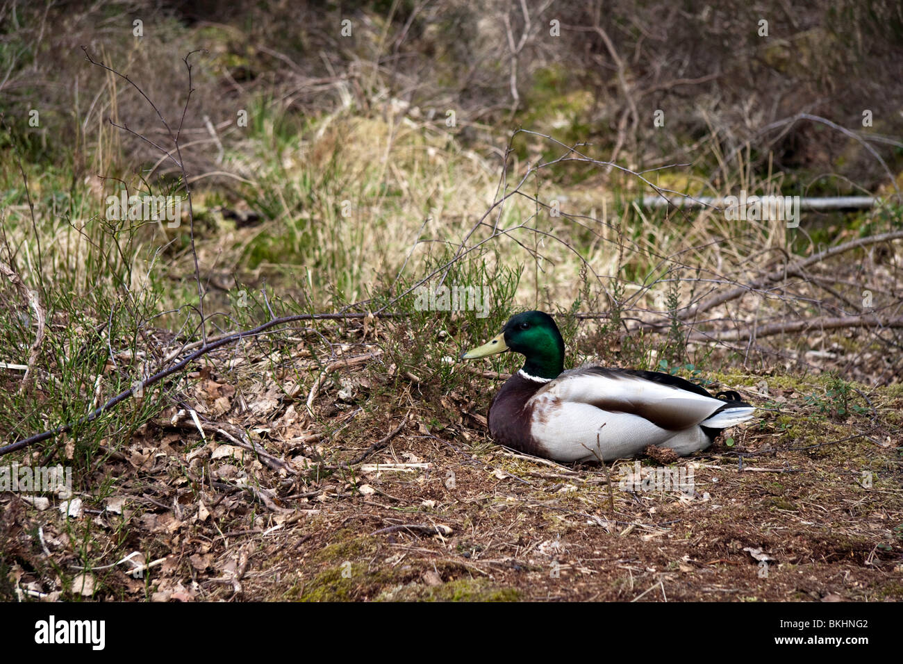A drake mallard sits on a clearing in between some grass and bushes Stock Photo