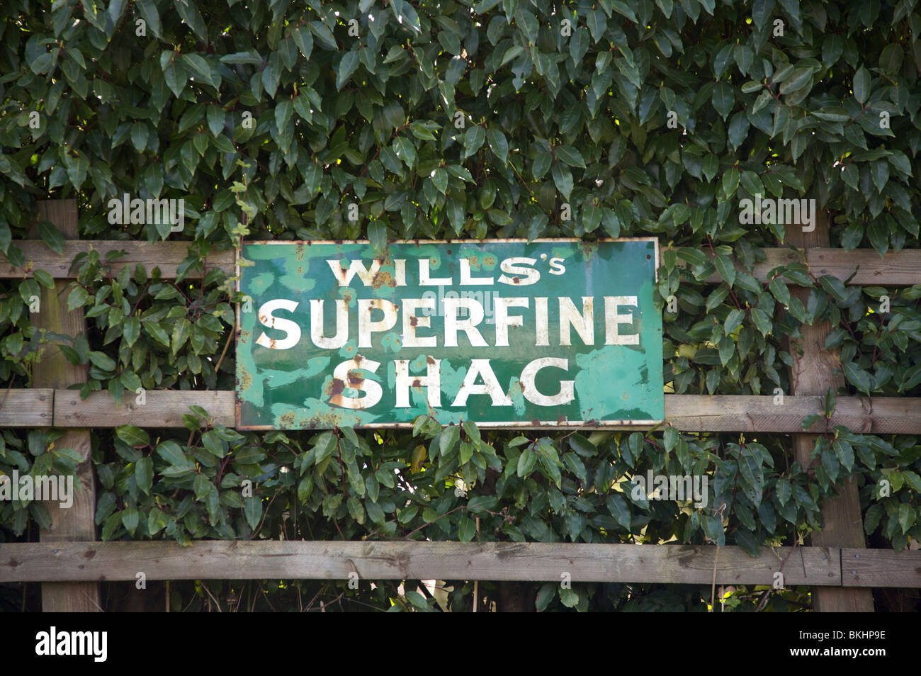 Smoking Tobacco Advertising sign showing the words Wills Superfine Shag set against a hedge background Stock Photo