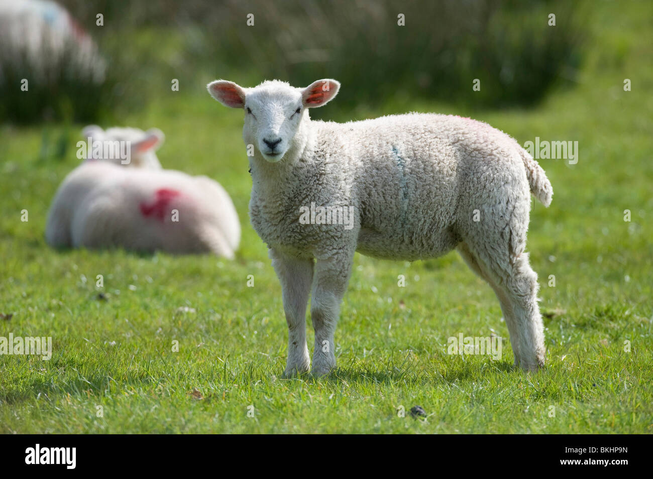 A young baby lamb grazing in a grass field in devon Stock Photo
