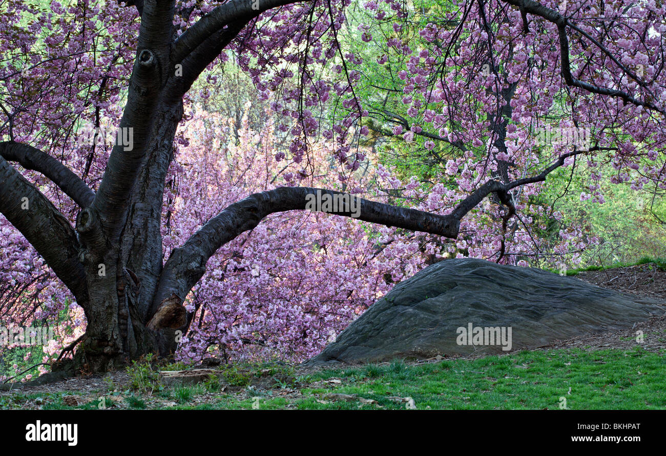 Spring in Central Park with Japanese Cherry trees Stock Photo - Alamy