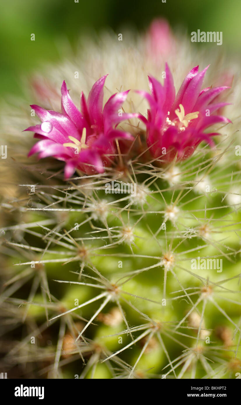 Pink flowering cactus, Mammillaria Stock Photo