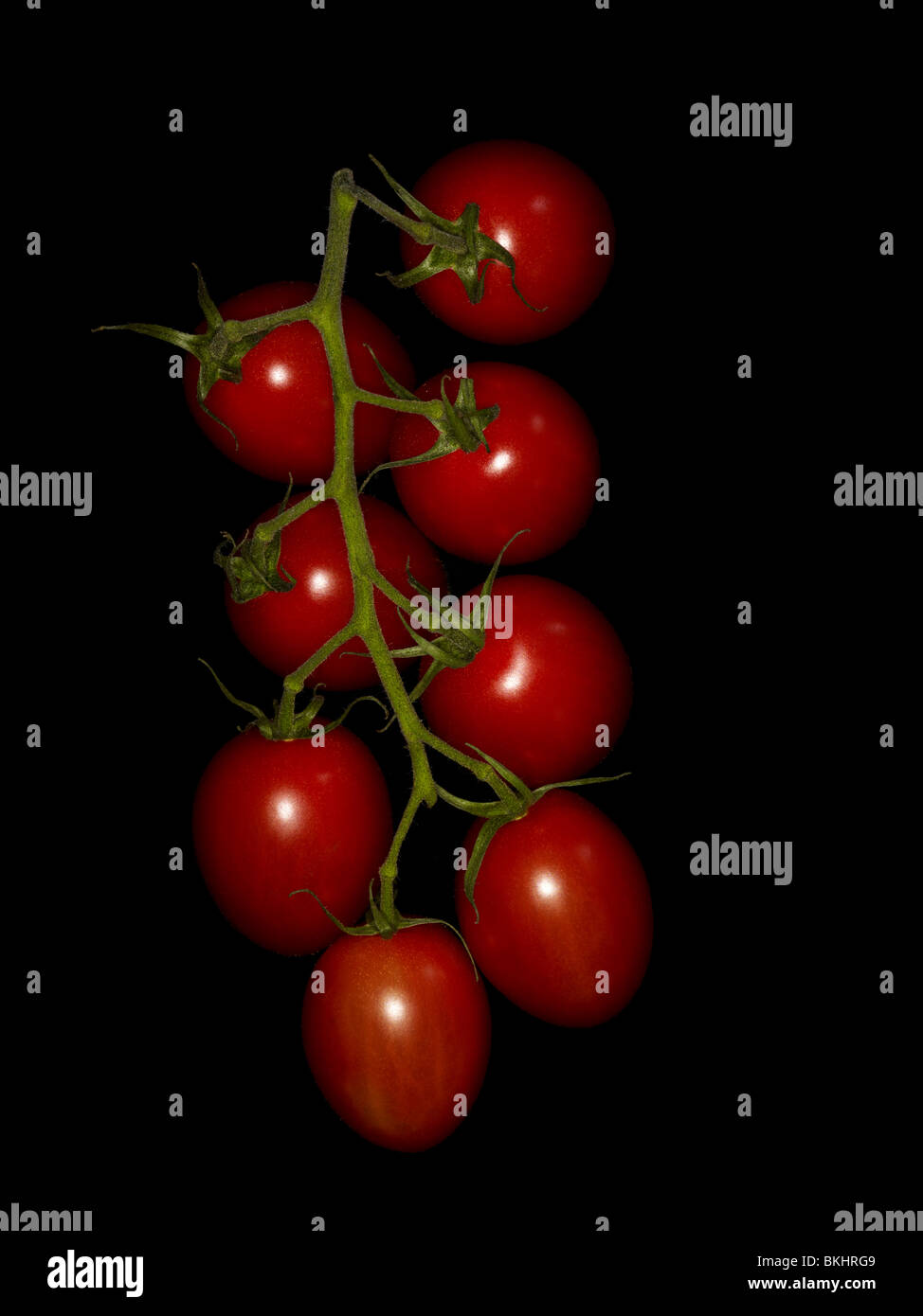 Cherry tomato vine on black background lit by a ringflash. Stock Photo