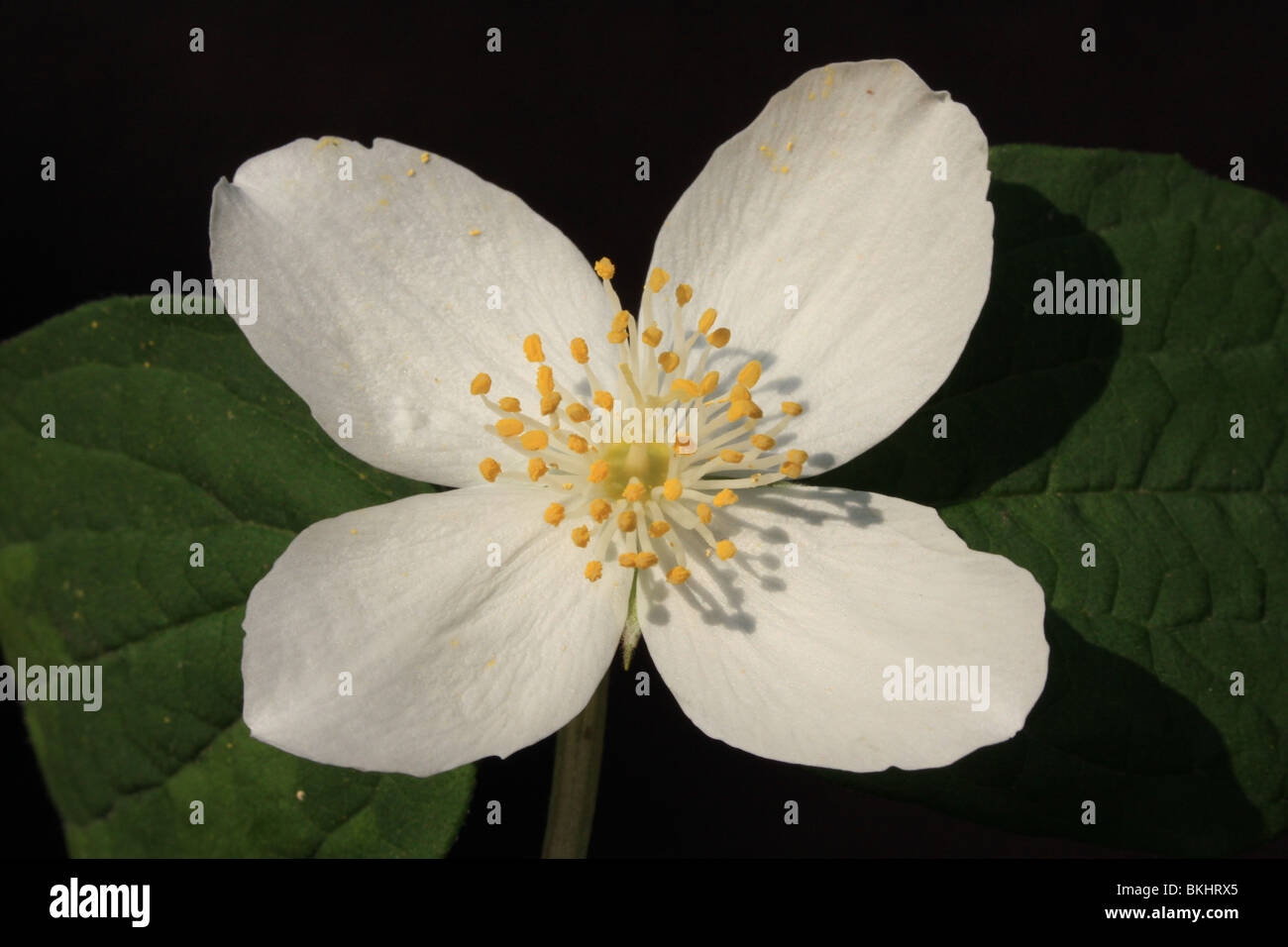 detail van een bloem Stock Photo
