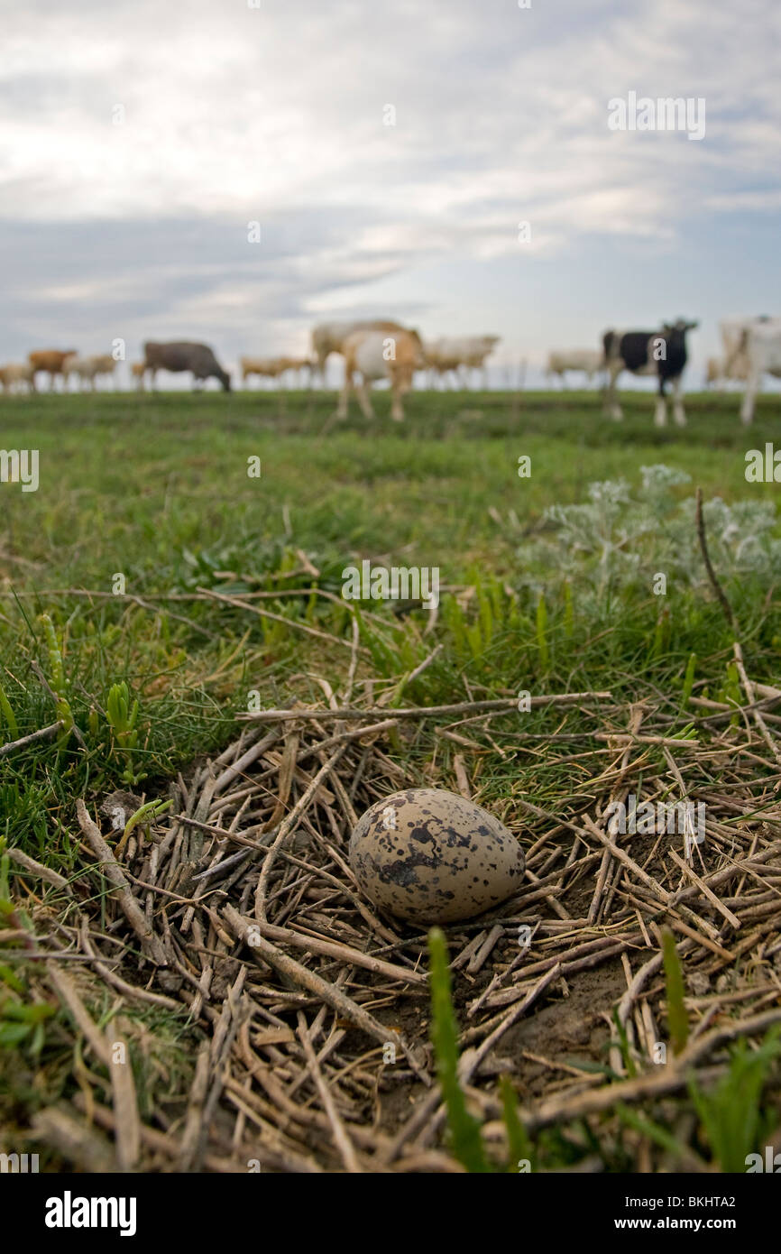 Egg of an Oystercatcher, in a meadow, with cows in the background Stock Photo