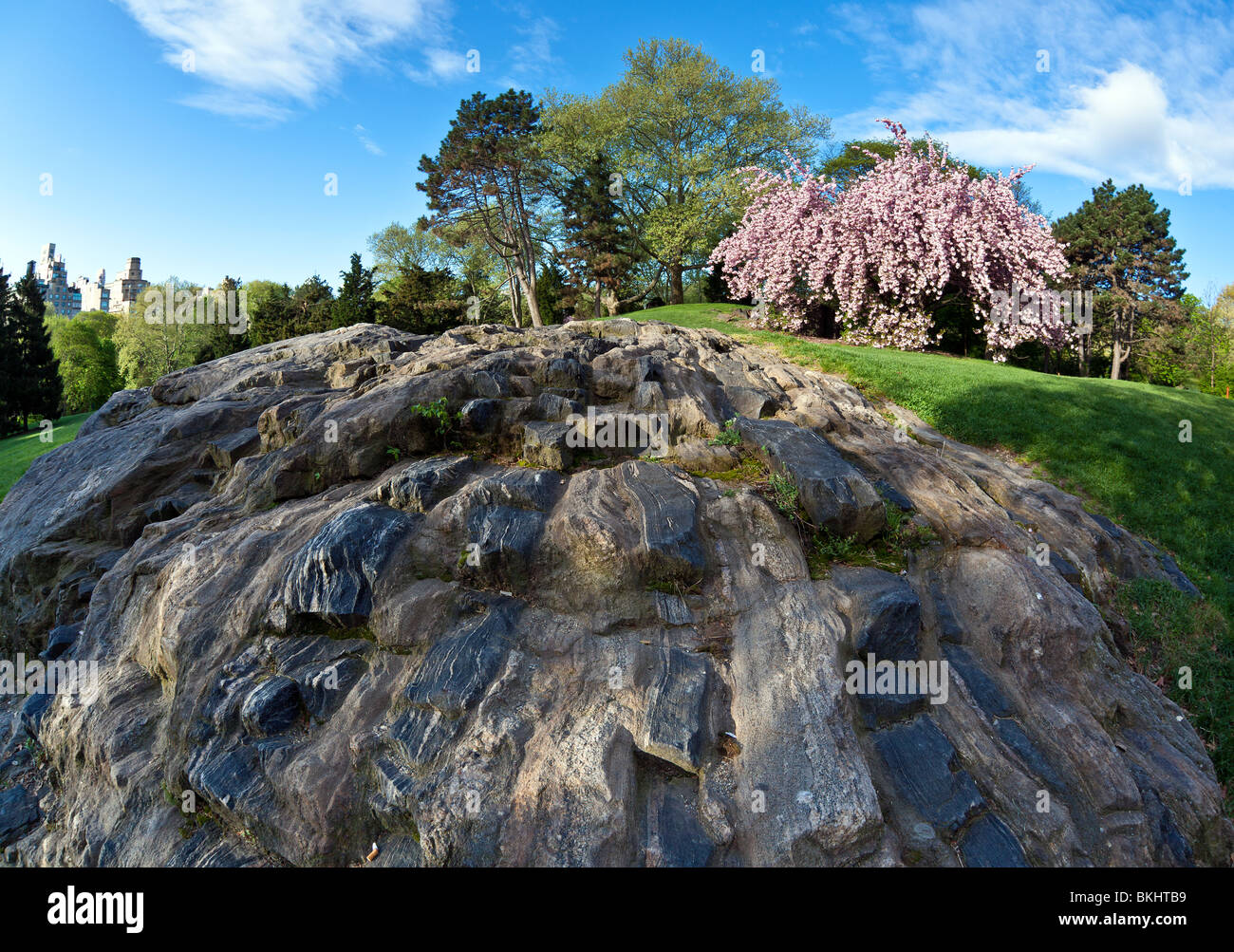 Large rock in shadows with blue sky and Japanese cherry tree in the ...