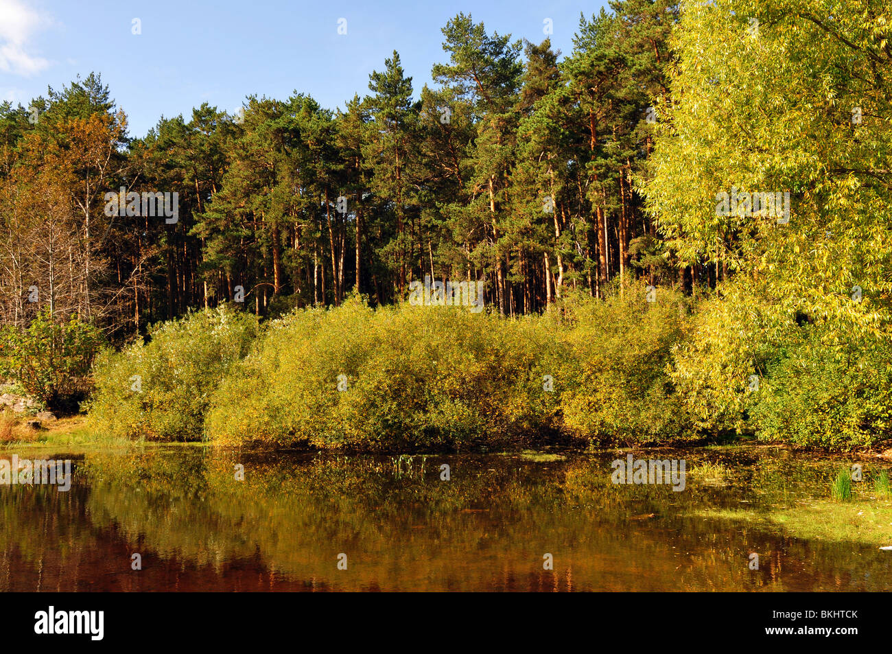 Landscape with lake, forest and blue sky Stock Photo