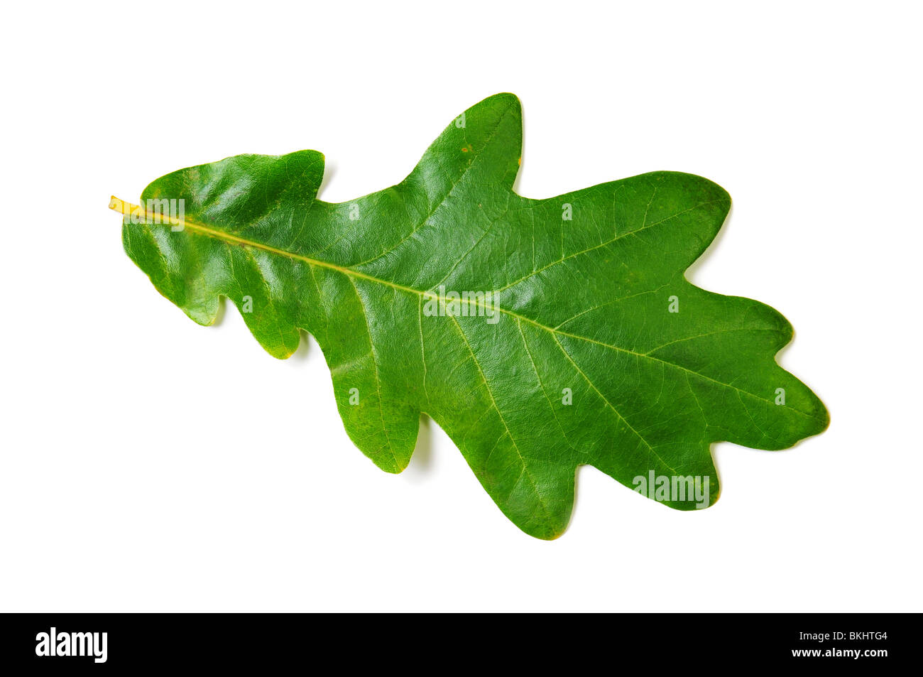 Green oak leaf on white background. Isolated image Stock Photo