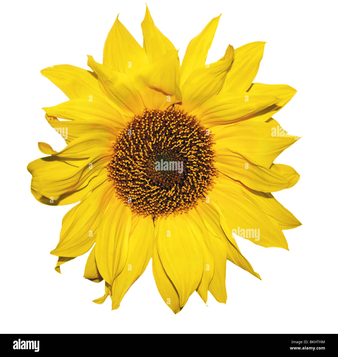 Isolated beautiful yellow Sunflower petals closeup Stock Photo Alamy