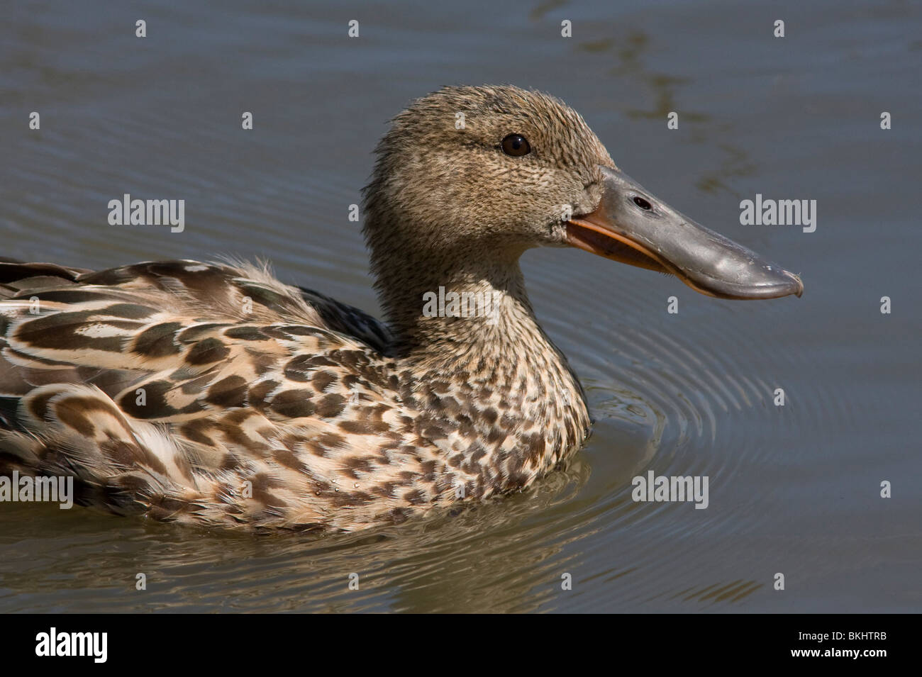 Slobeend vrouw; Female Northern Shoveler Stock Photo - Alamy