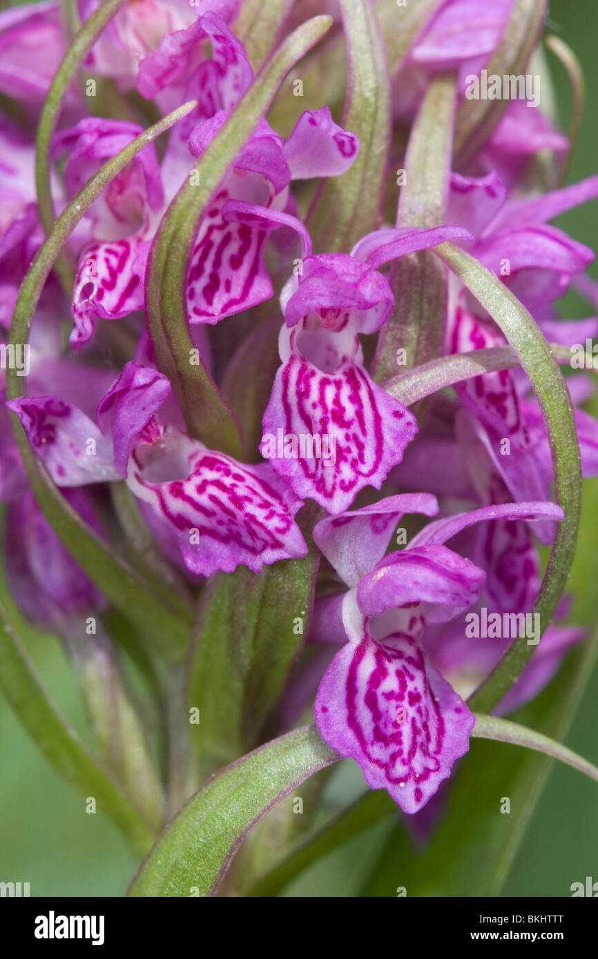 Intensly coloured form of the Early Marsh Orchid Stock Photo