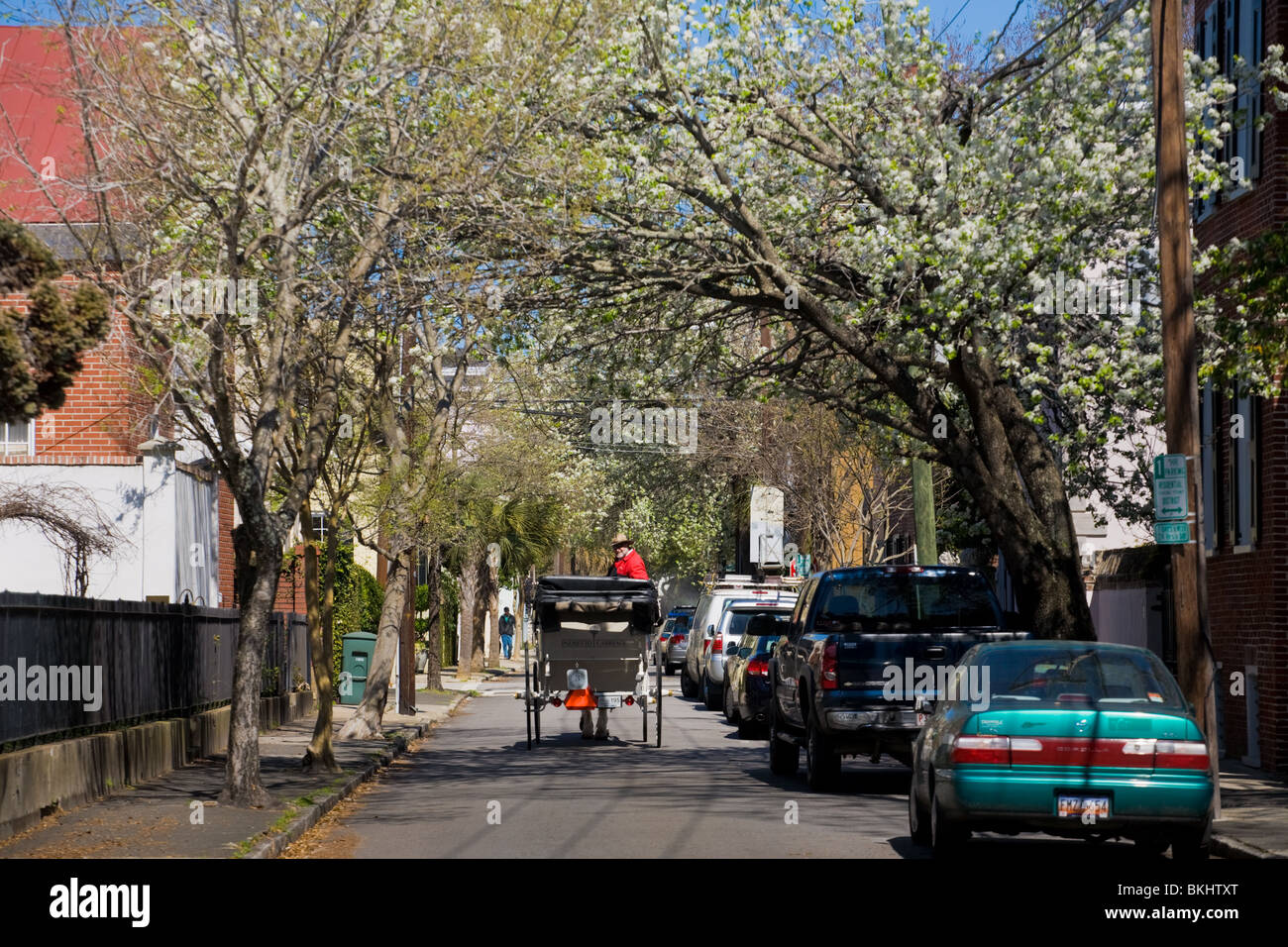 Bradford pear trees arching over Anson Street in Charleston, South Carolina Stock Photo