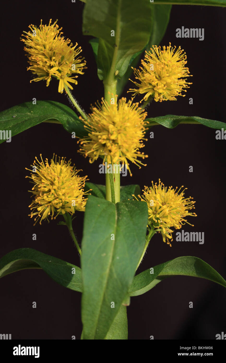 stengel met 5 bloeiwijzen Stock Photo