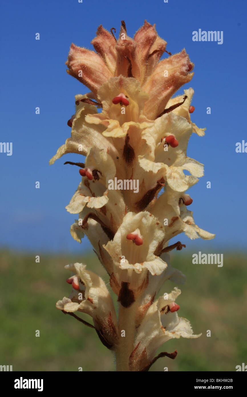 CloveScented Definition at Courtney Crouch blog