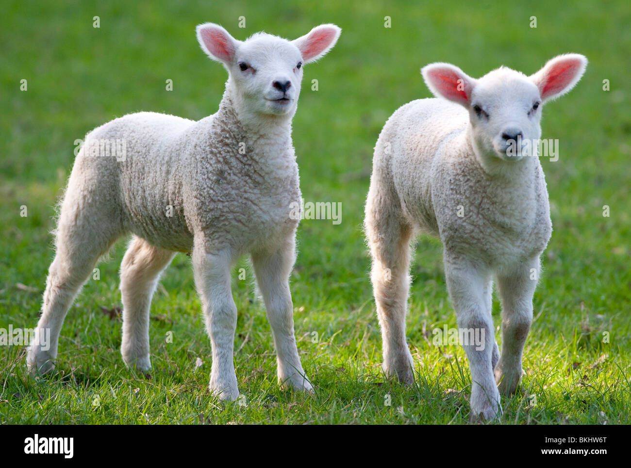 lambs in a field looking towards the camera . Full colour horizontal photo Stock Photo