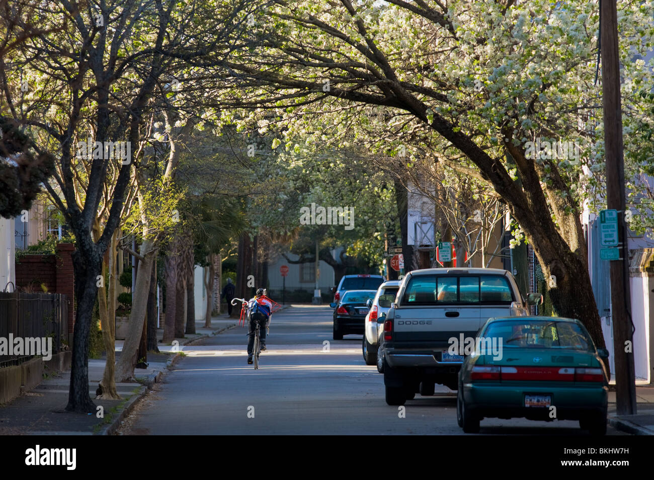 Bradford pear trees arching over Anson Street in Charleston, South