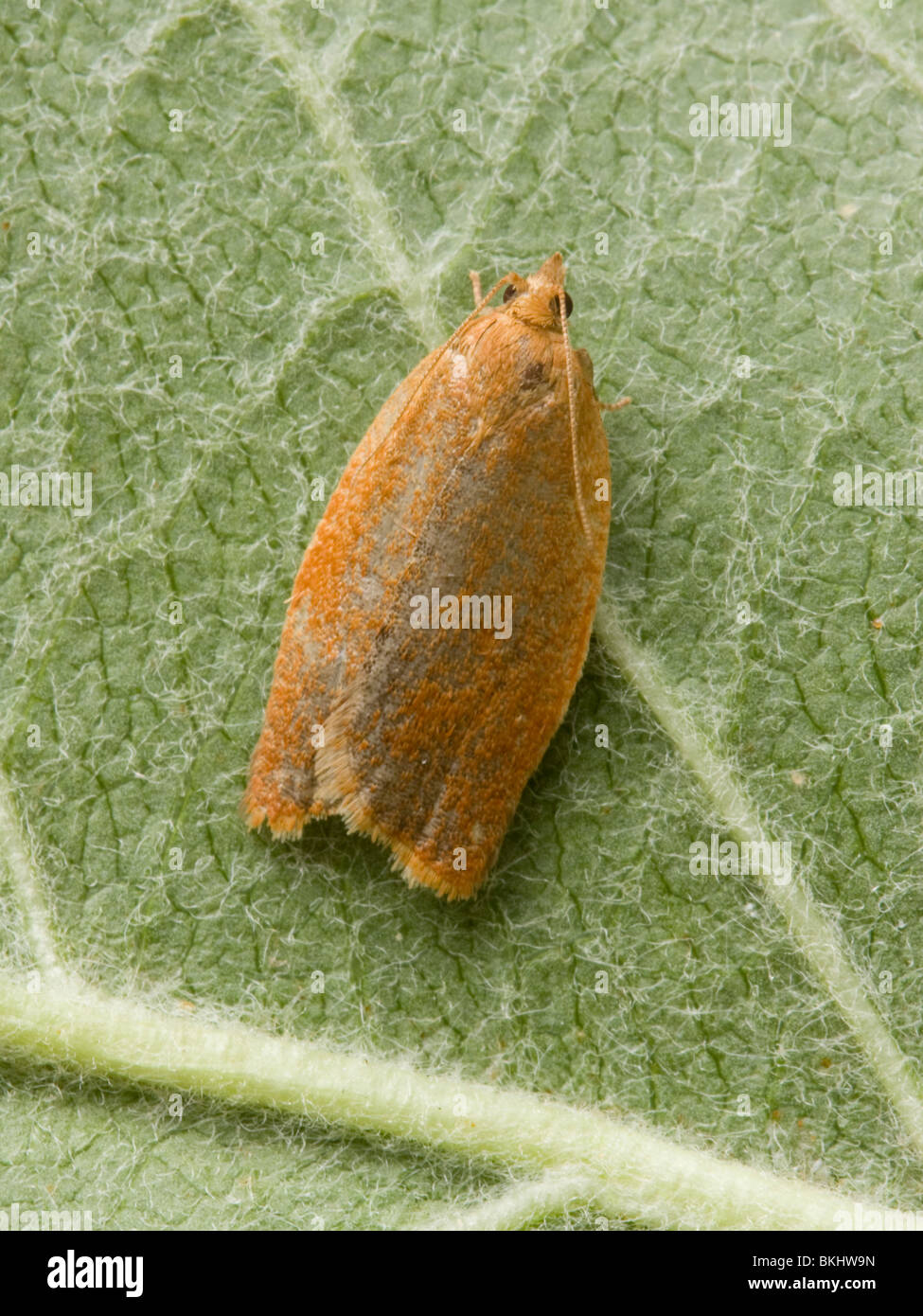 In tegenstelling tot de meeste andere bladrollertjes is Clepsis consimilana tamelijk saai eenkleurig. Contrary to most other tortrix moths Clepsis consimilana is rather plain and uniformly coloured. Stock Photo