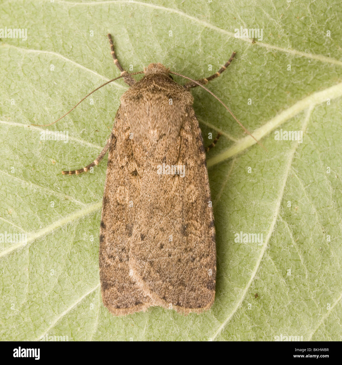 Turnip moth hires stock photography and images Alamy