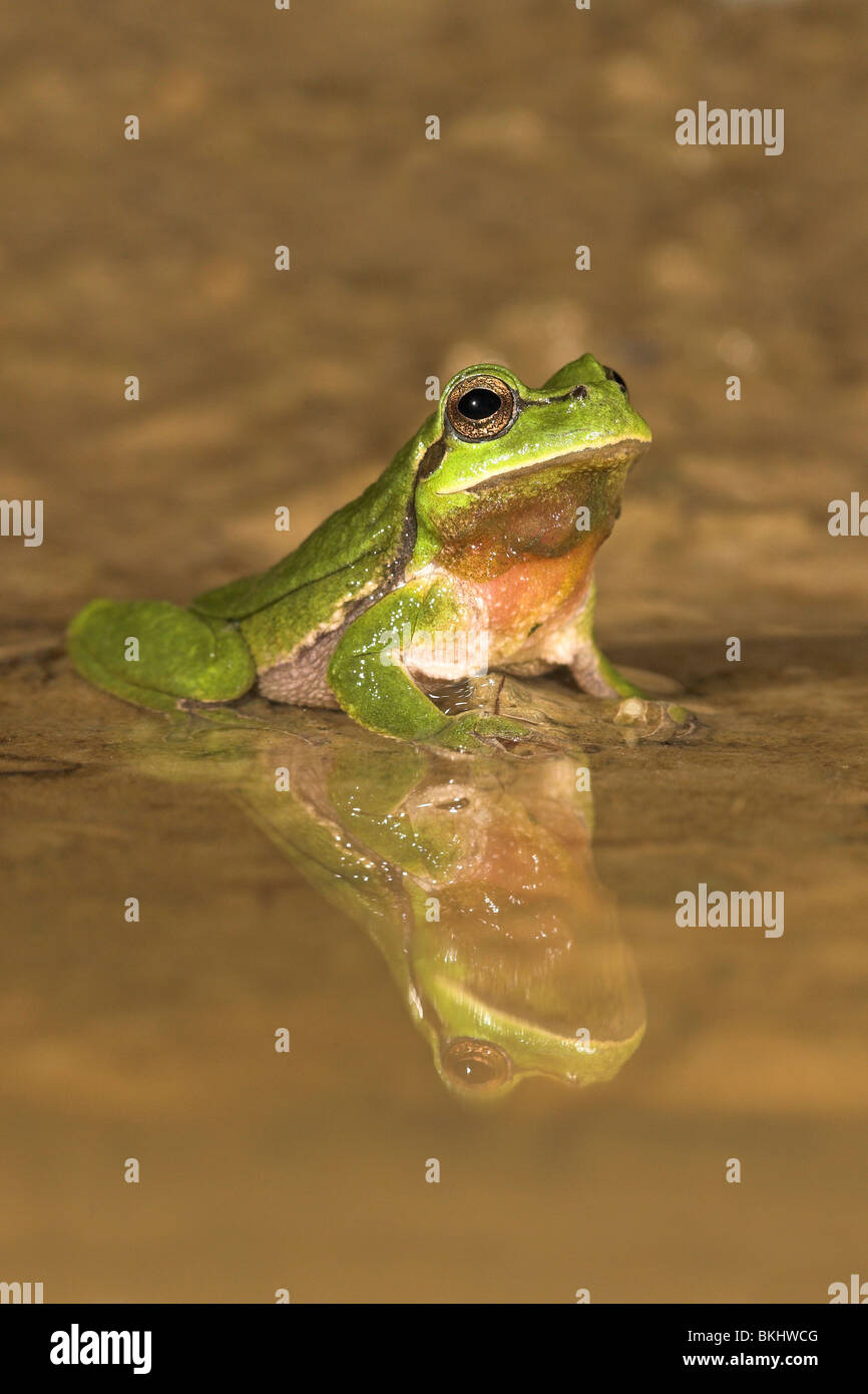 vertical photo of a male common tree frog sitting at the edge of the water at night with its reflection in the water. Stock Photo