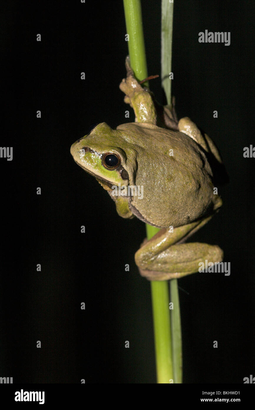 photo of a common tree frog on reed during the night, this common tree frog is coloured brown, common tree frogs have the ability to change colours (like a chameleon) from bright green to dark brown. Stock Photo