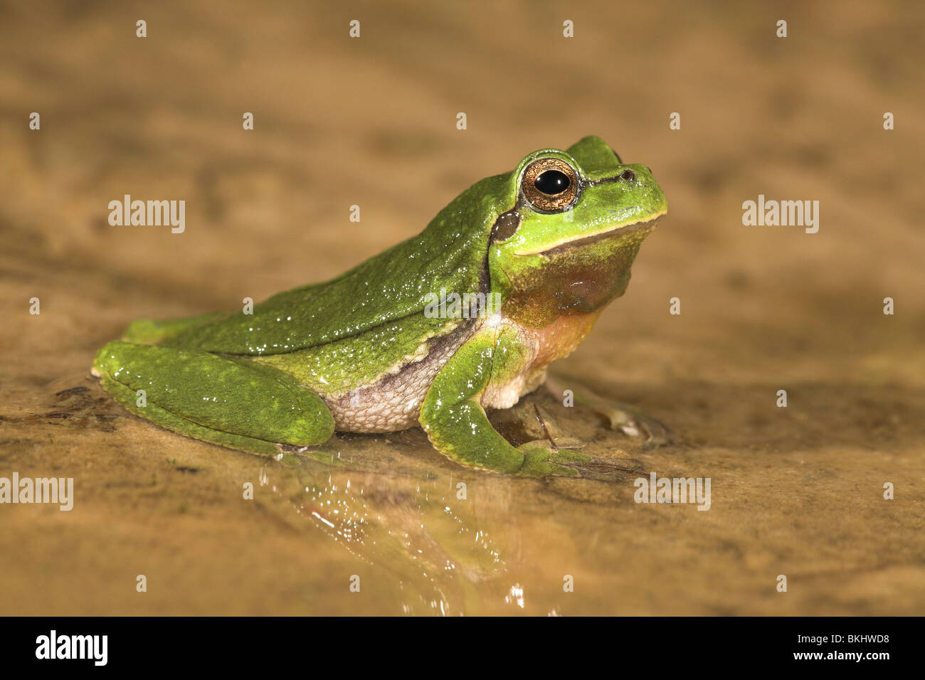 photo of a male common tree frog sitting at the edge of the water at night Stock Photo